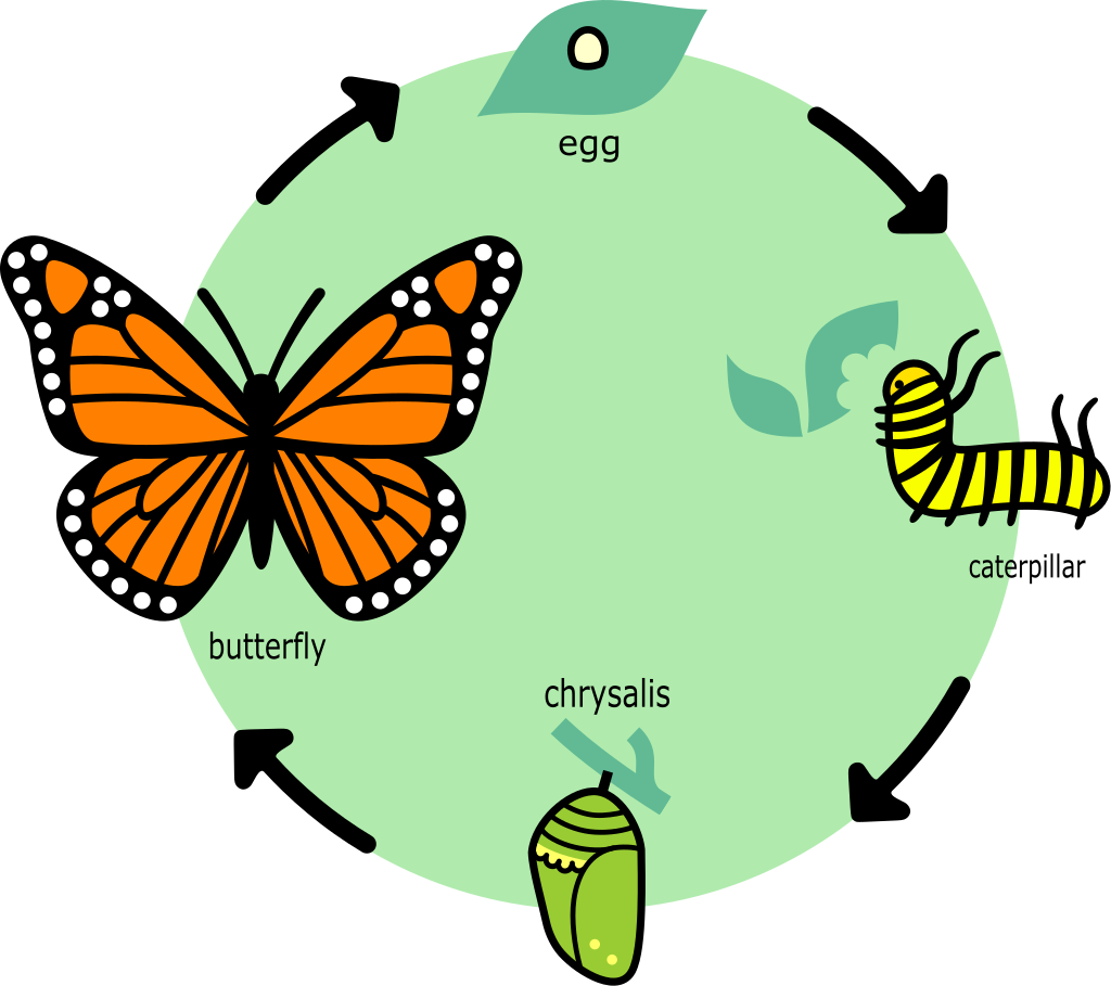 Caterpillar, butterfly