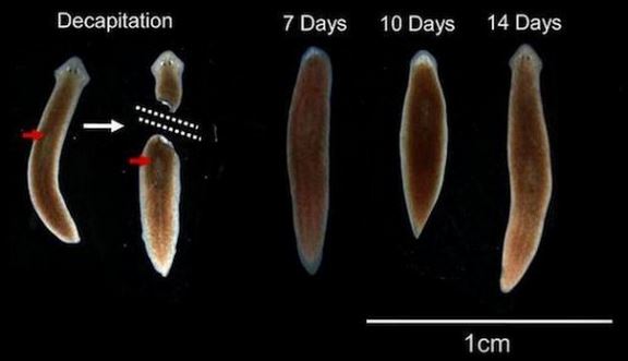 Decapitated worms can regenerate their brains