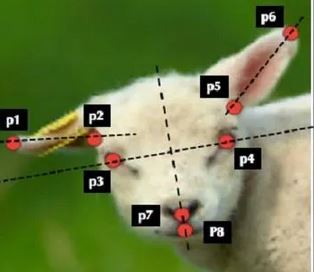 Sheep Facial Emotions