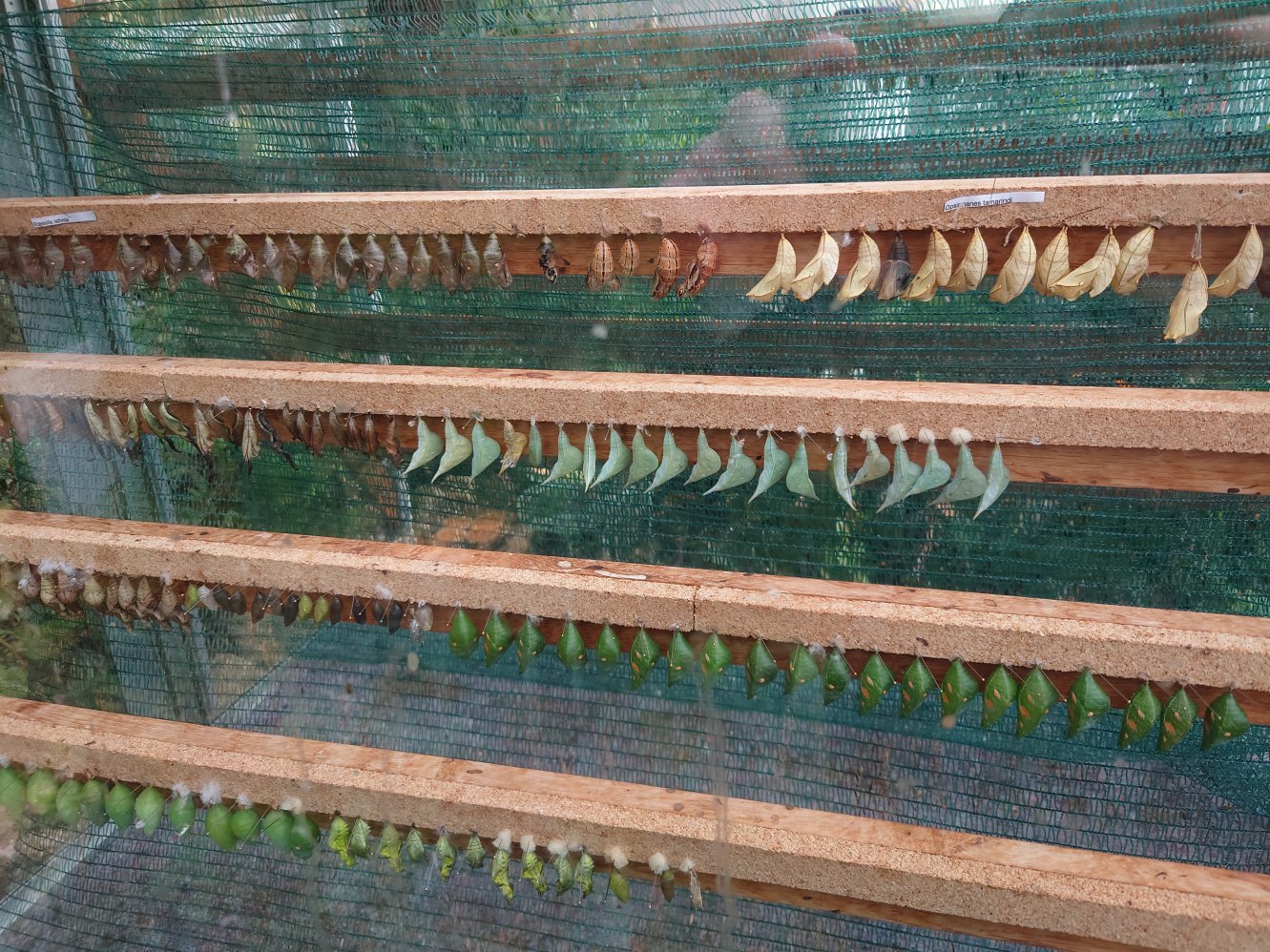 Caterpillar larva. Butterflies. Statens Naturhistoriske Museum