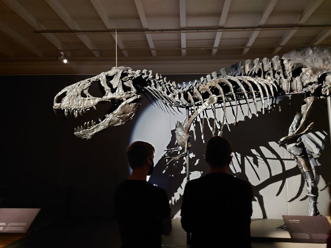 T-Rex. Statens Naturhistoriske Museum