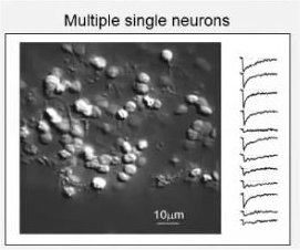 Multiple neurons