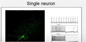 Single neuron measurements