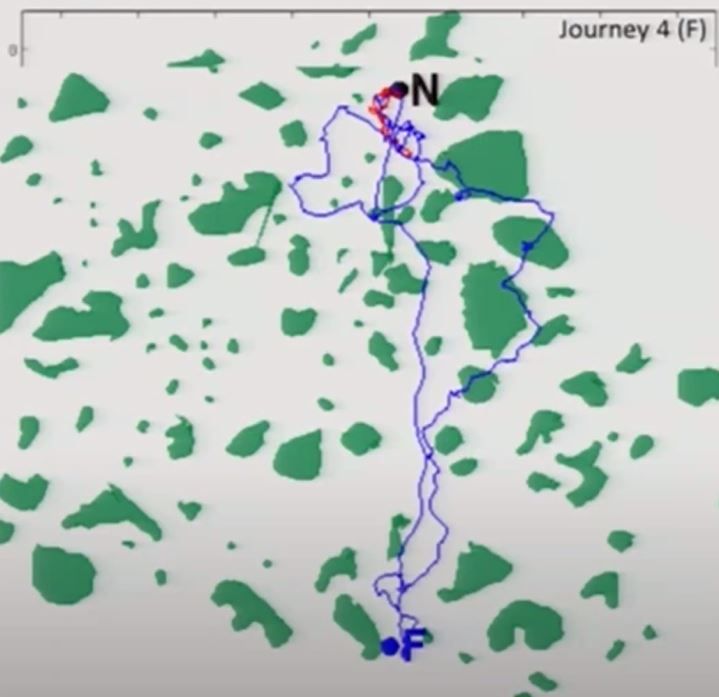 Ant routes to nest