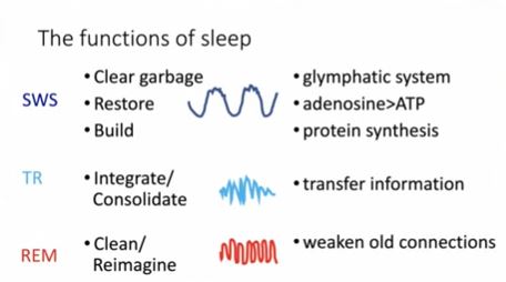 Sleep