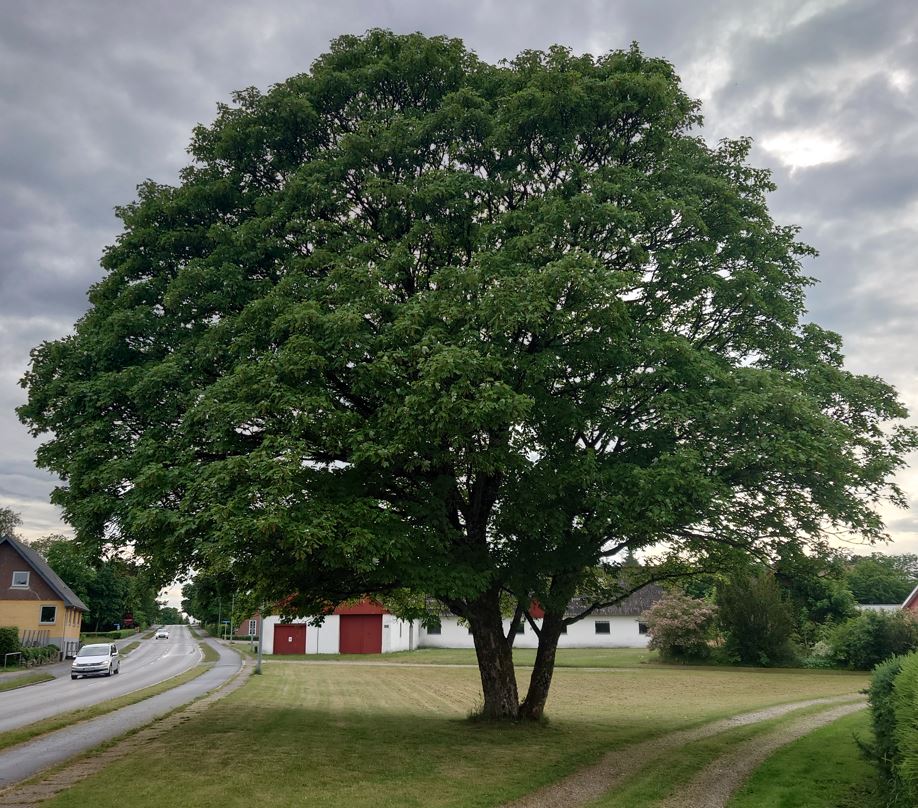 Out and about. Rebild, Denmark.