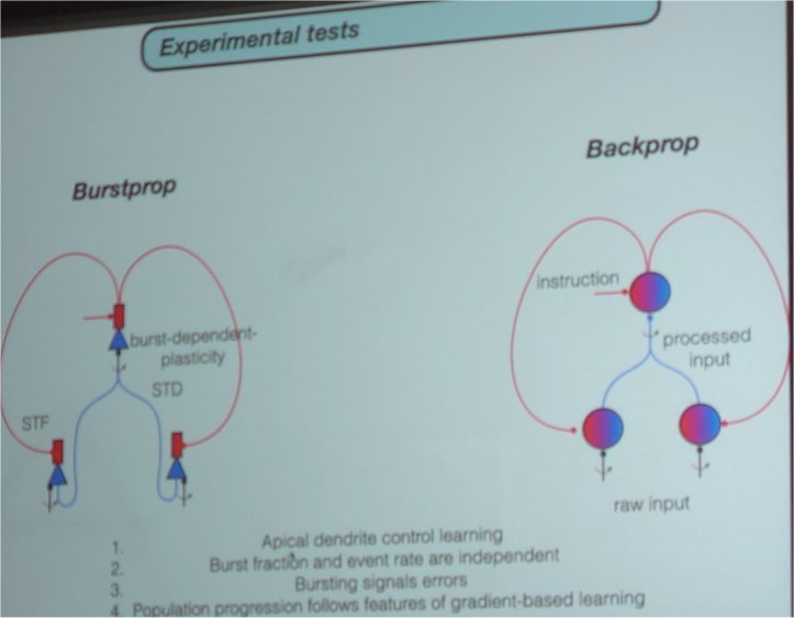 International Workshop on Human Brain and Artificial Intelligence. Bremen, Germany. August 2026.